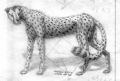 Random cheetah sketch